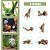 Driftwood for Aquarium, 3 Pieces 6-10" Natural Small Drift Wood Fish Tank Assorted Branch Decorations Pieces for Reptile Hide