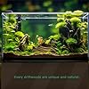 Driftwood for Aquarium, 3 Pieces 6-10" Natural Small Drift Wood Fish Tank Assorted Branch Decorations Pieces for Reptile Hide