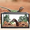 Natural Driftwood for Aquarium, 9-14" Large Assorted Branch Decorations for Reptile Hide, Fish Tank