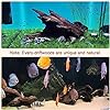 Natural Driftwood for Aquarium, 9-14" Large Assorted Branch Decorations for Reptile Hide, Fish Tank